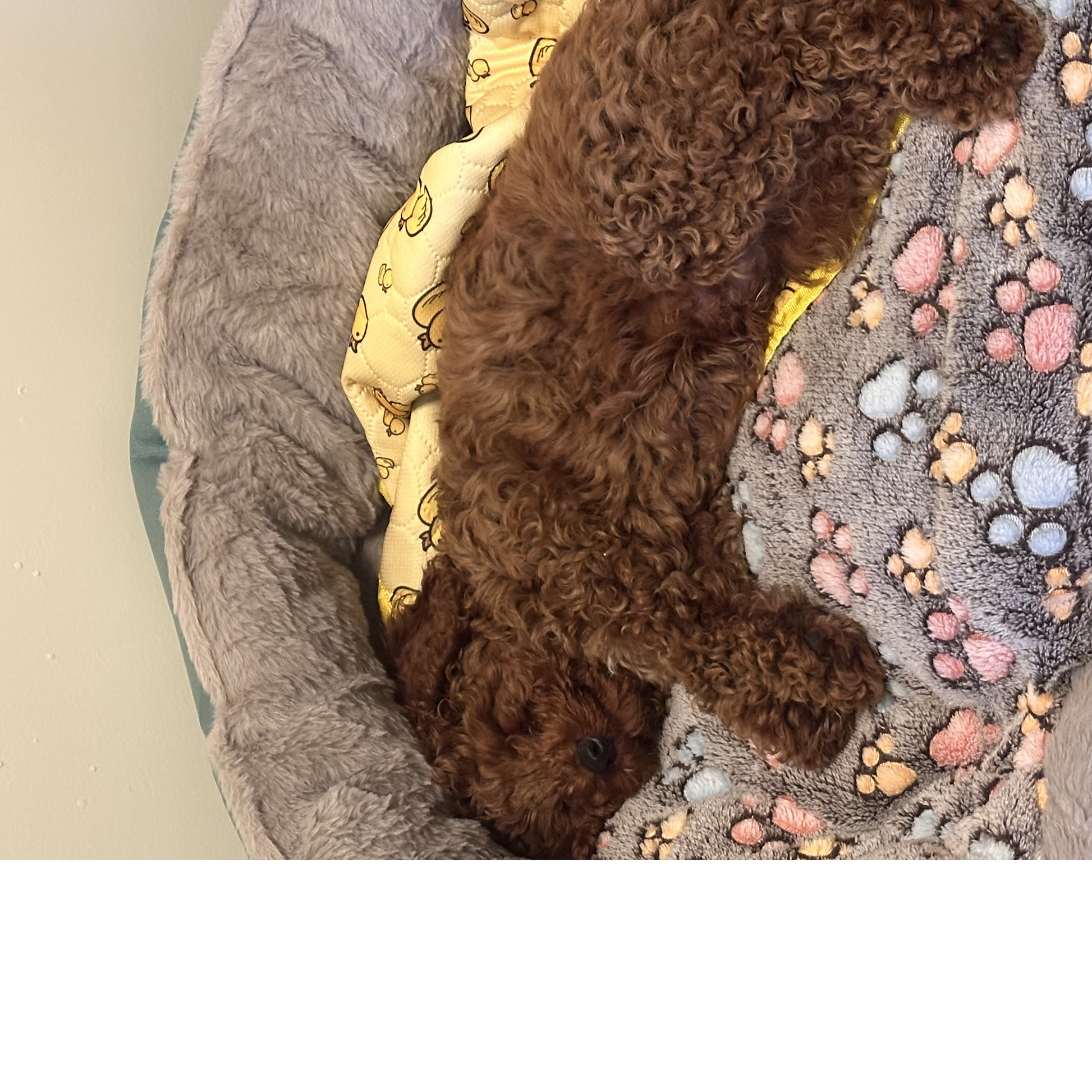 Flannel Thickened Dog Bed Mat Soft Pet Sleeping Mat for Dogs Cats Winter Warm Pet Blanket