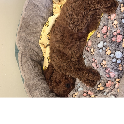 Flannel Thickened Dog Bed Mat Soft Pet Sleeping Mat for Dogs Cats Winter Warm Pet Blanket